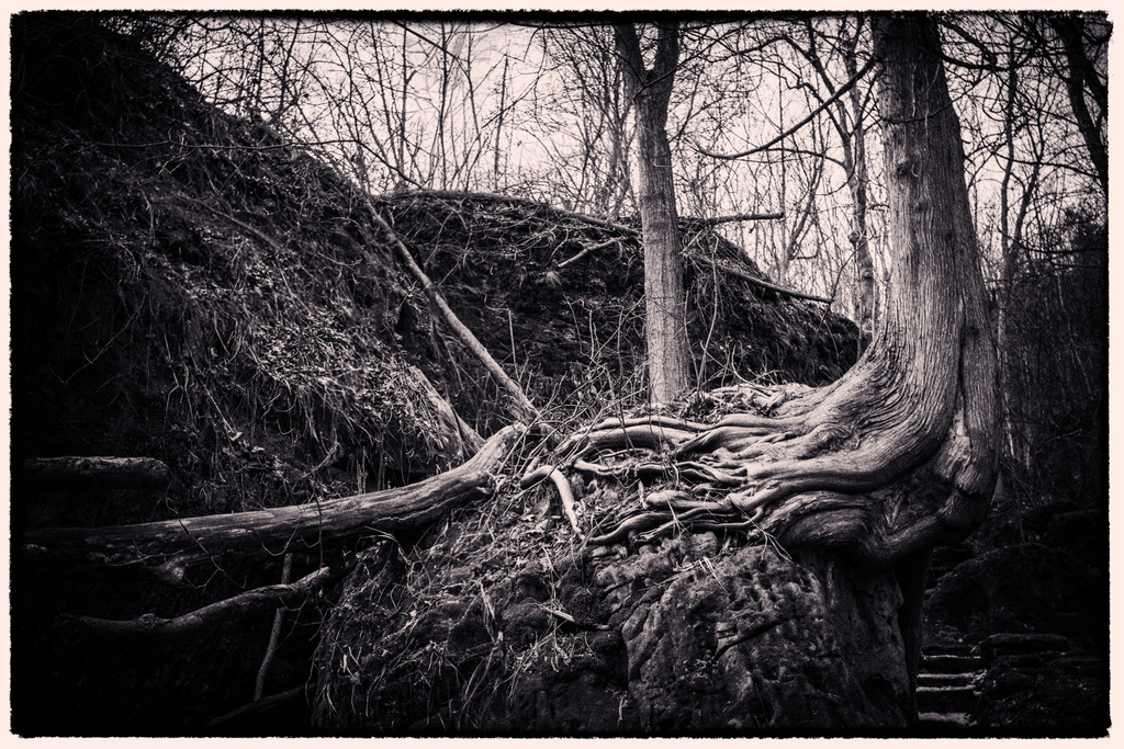 Roots of Stone in Ravine